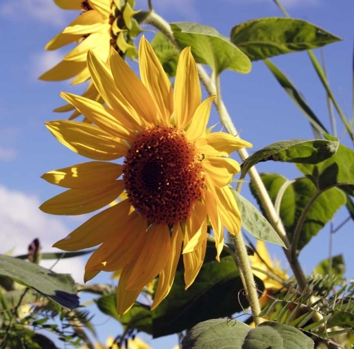 Sunflower 5113
